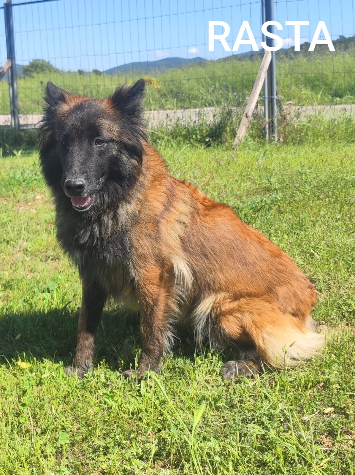 Identité Canine / Vallon des Serps — photo
