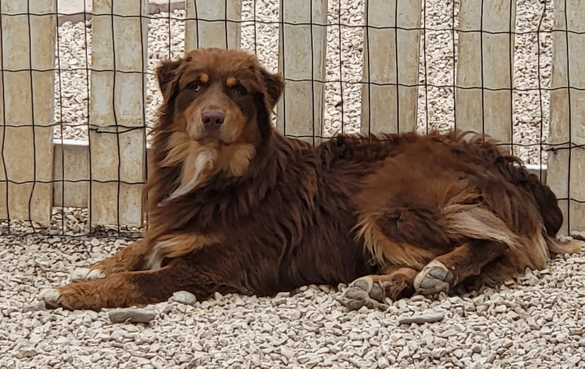 Identité Canine / Vallon des Serps — photo
