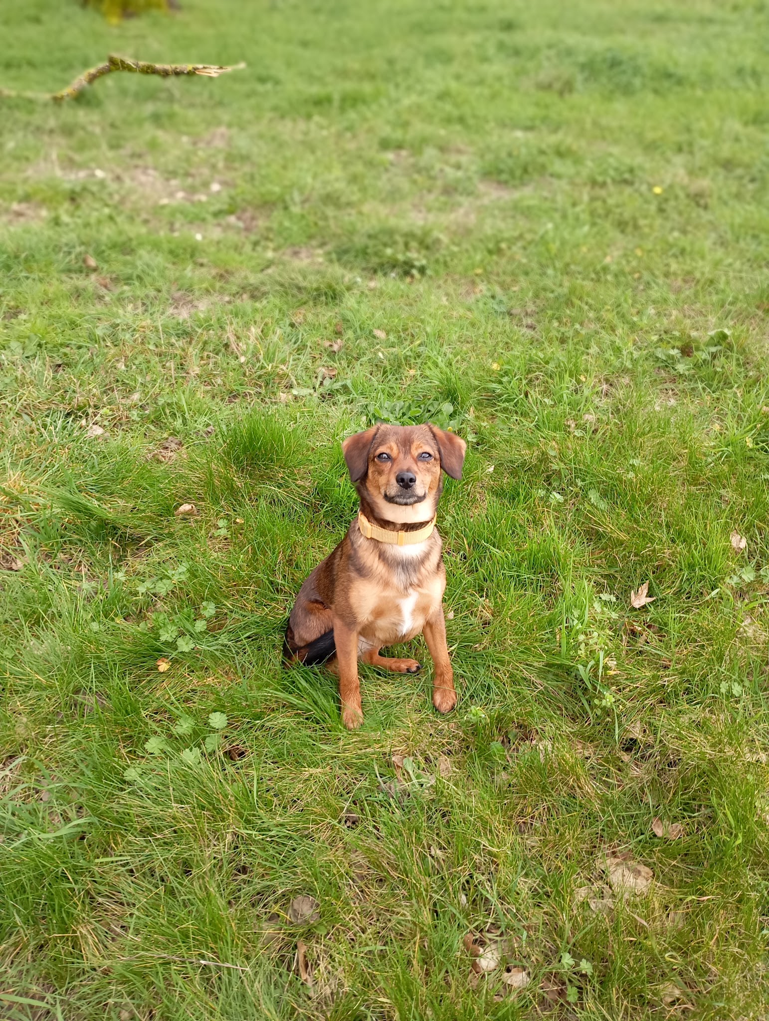 Dumont Canin – Éducateur canin, pension & garde de chiens à Astaffort - Lot-et-Garonne 47 — photo
