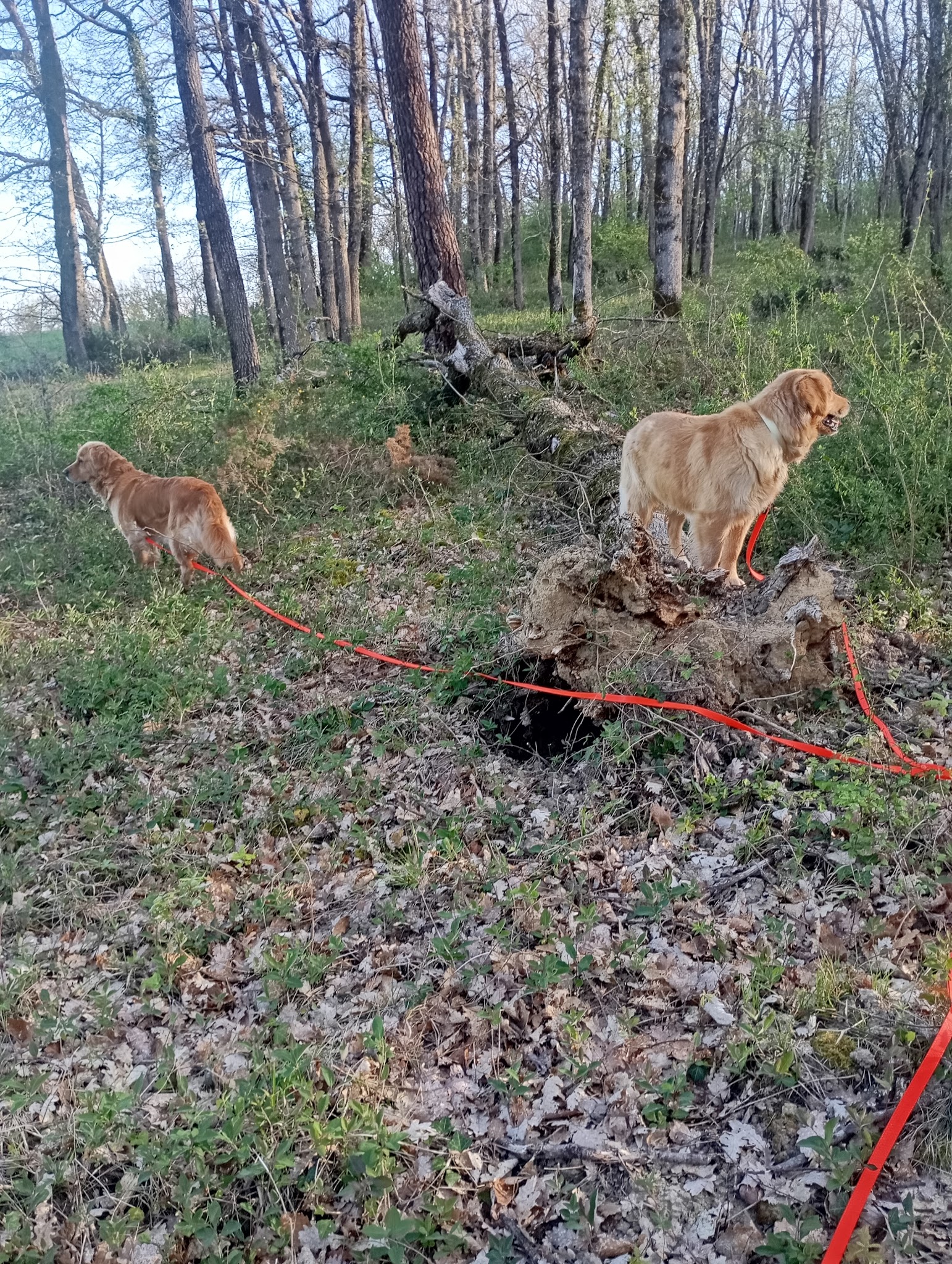 Dumont Canin – Éducateur canin, pension & garde de chiens à Astaffort - Lot-et-Garonne 47 — photo