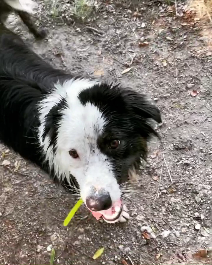 Walky Doggy — photo