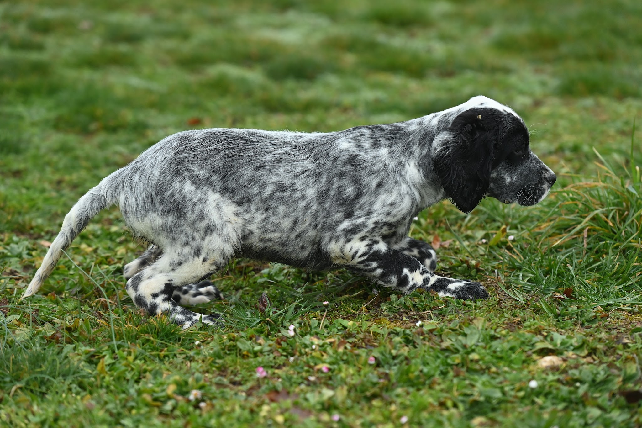 Centre canin du causse aux perdrix — photo