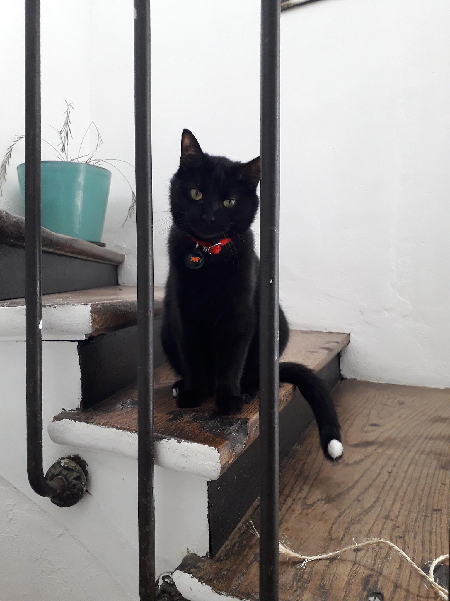 Un p'tit coup d'patte — photo