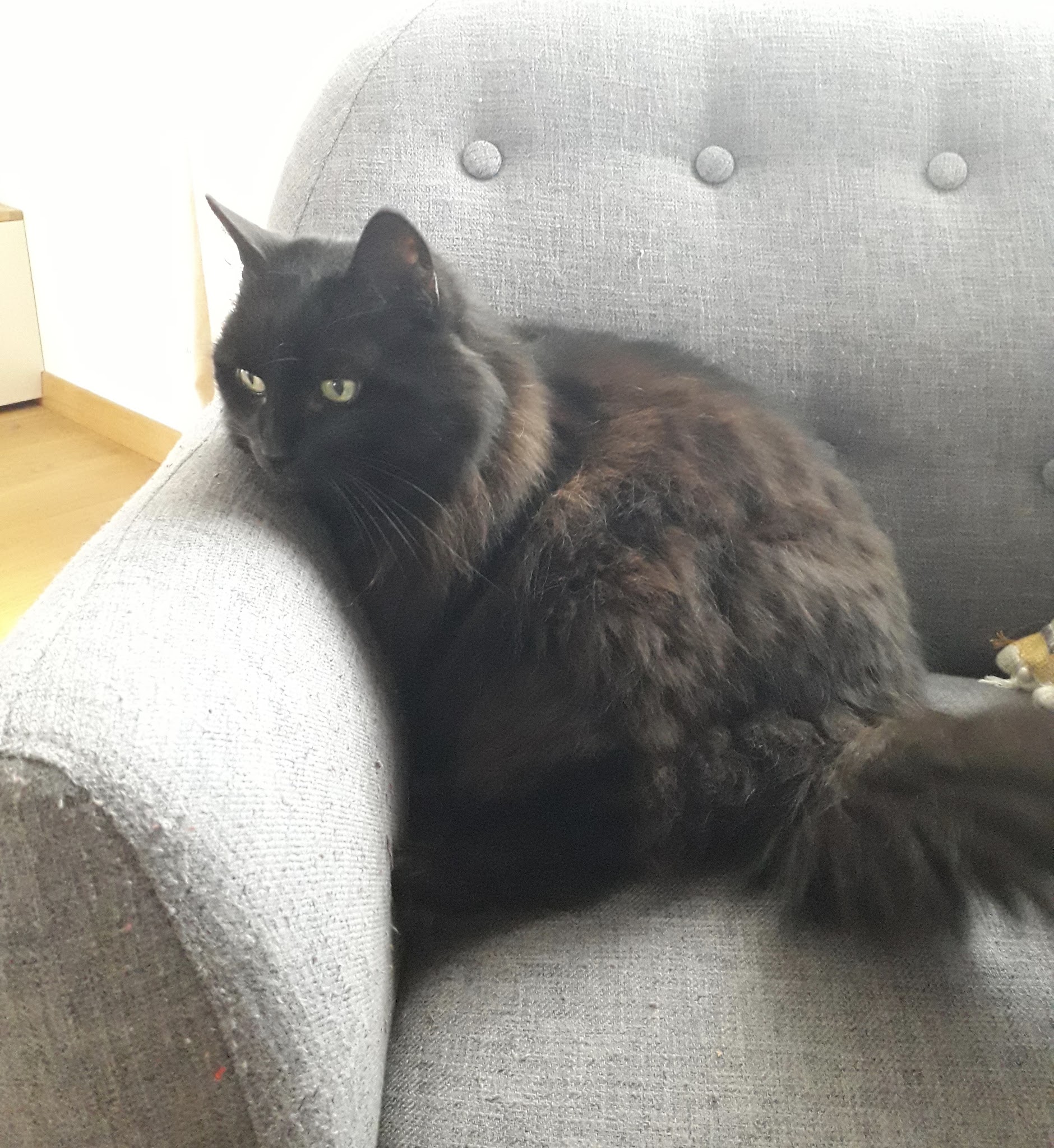 Un p'tit coup d'patte — photo