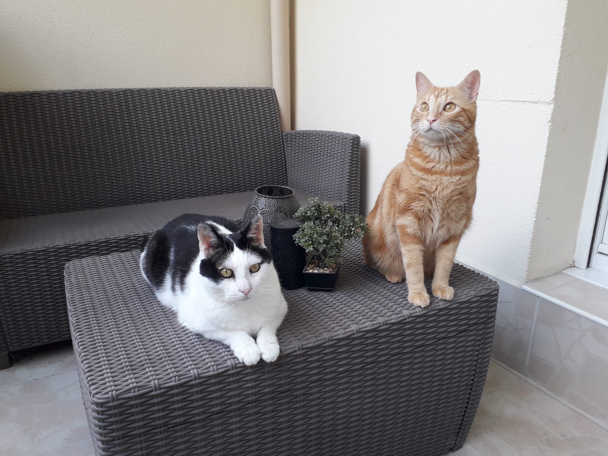 Un p'tit coup d'patte — photo
