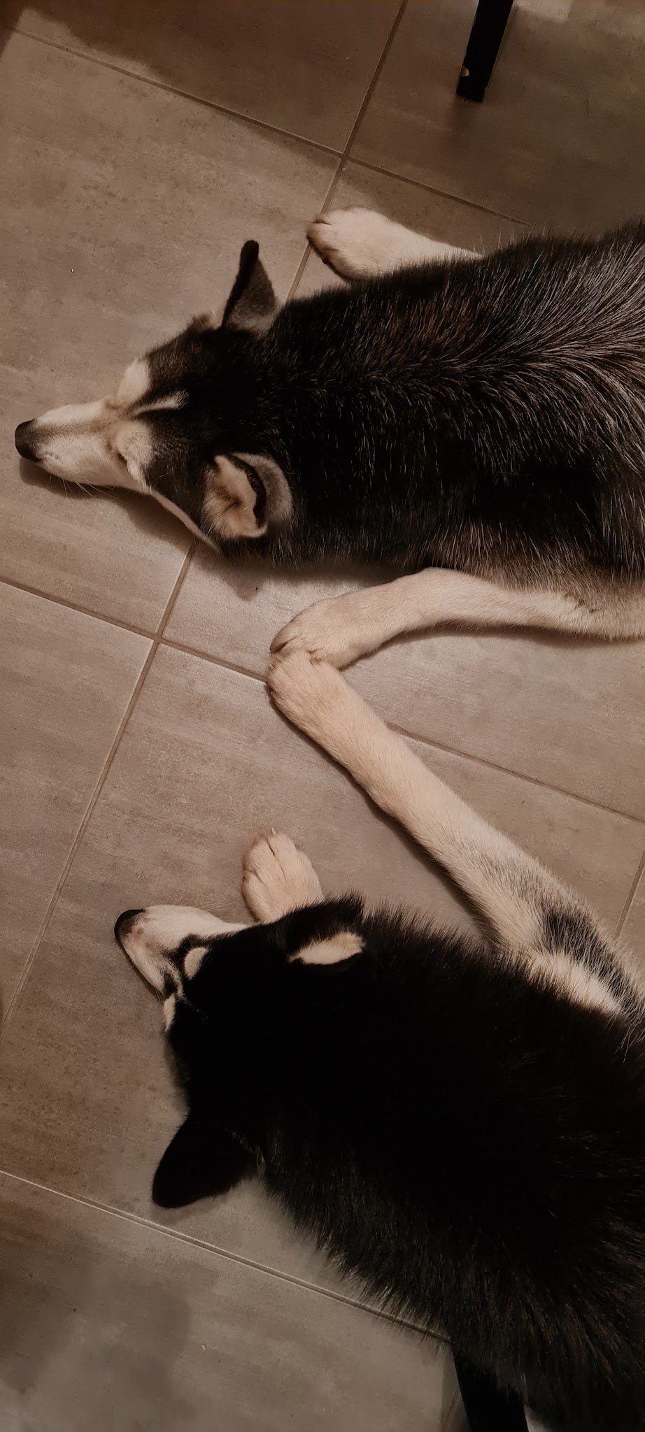 ELEVAGE AMAROK'S — photo
