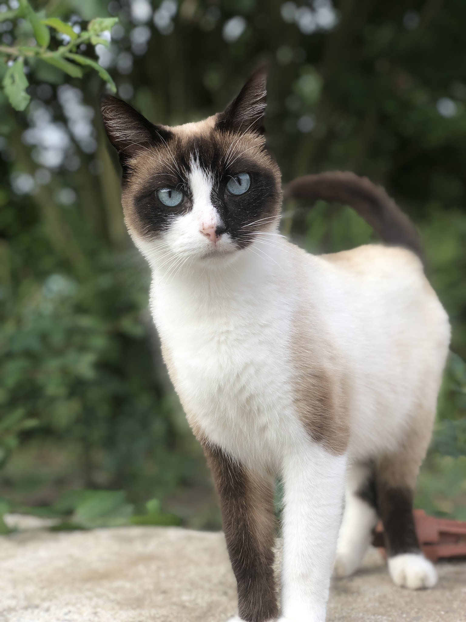 A l'Écoute Des Pattounes — photo