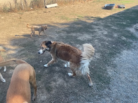 Cani Pension — photo
