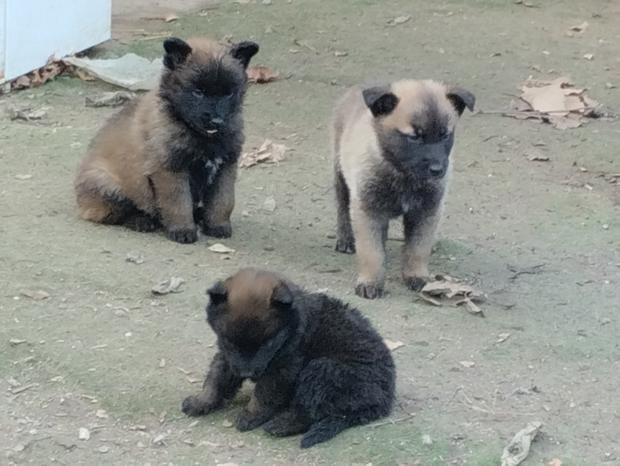 Kn1dognose Perpignan 66 éducateur comportementaliste canin, pension canine, éleveur de Malinois — photo