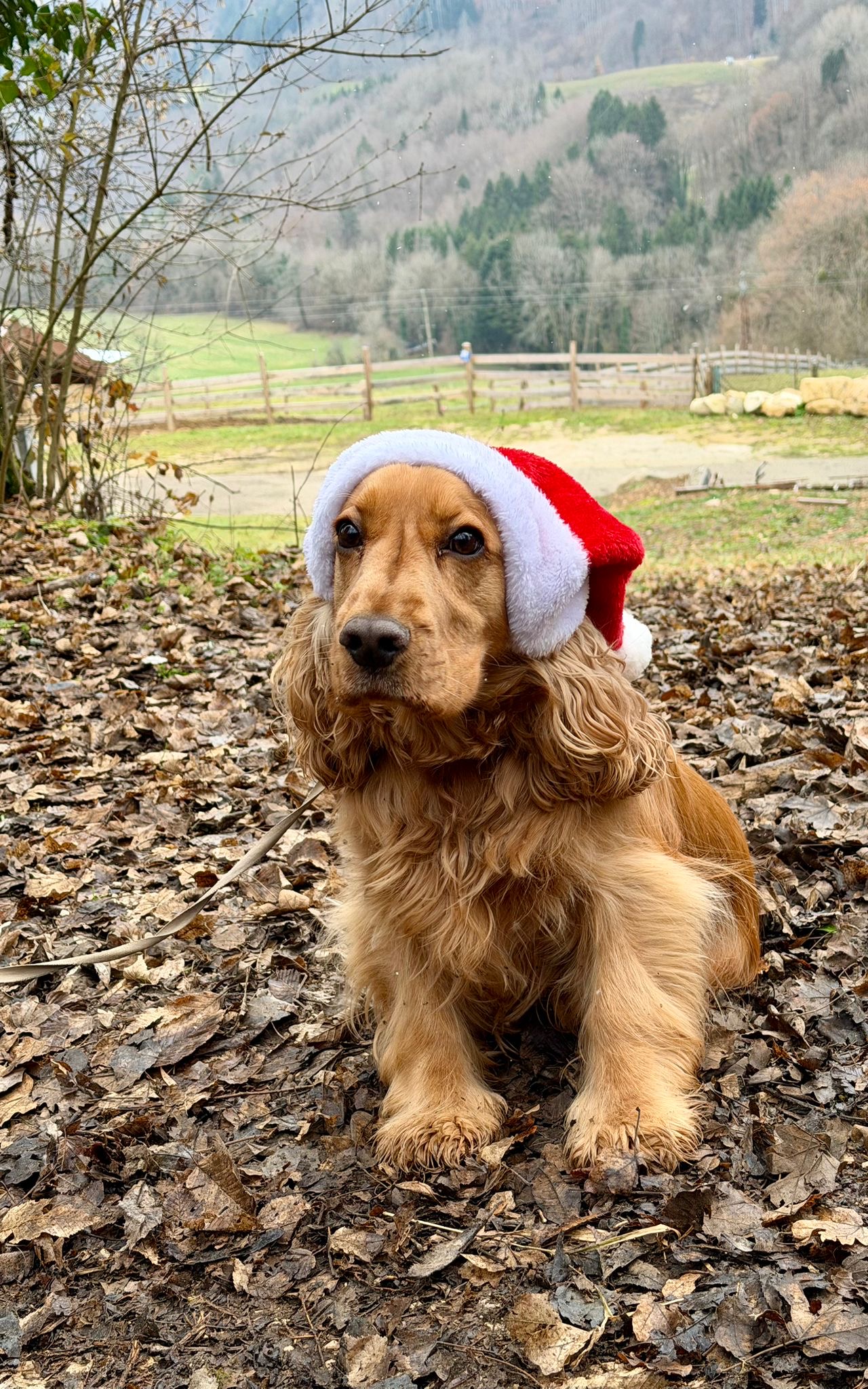 Pension canine du sapin, Pension pour chien — photo