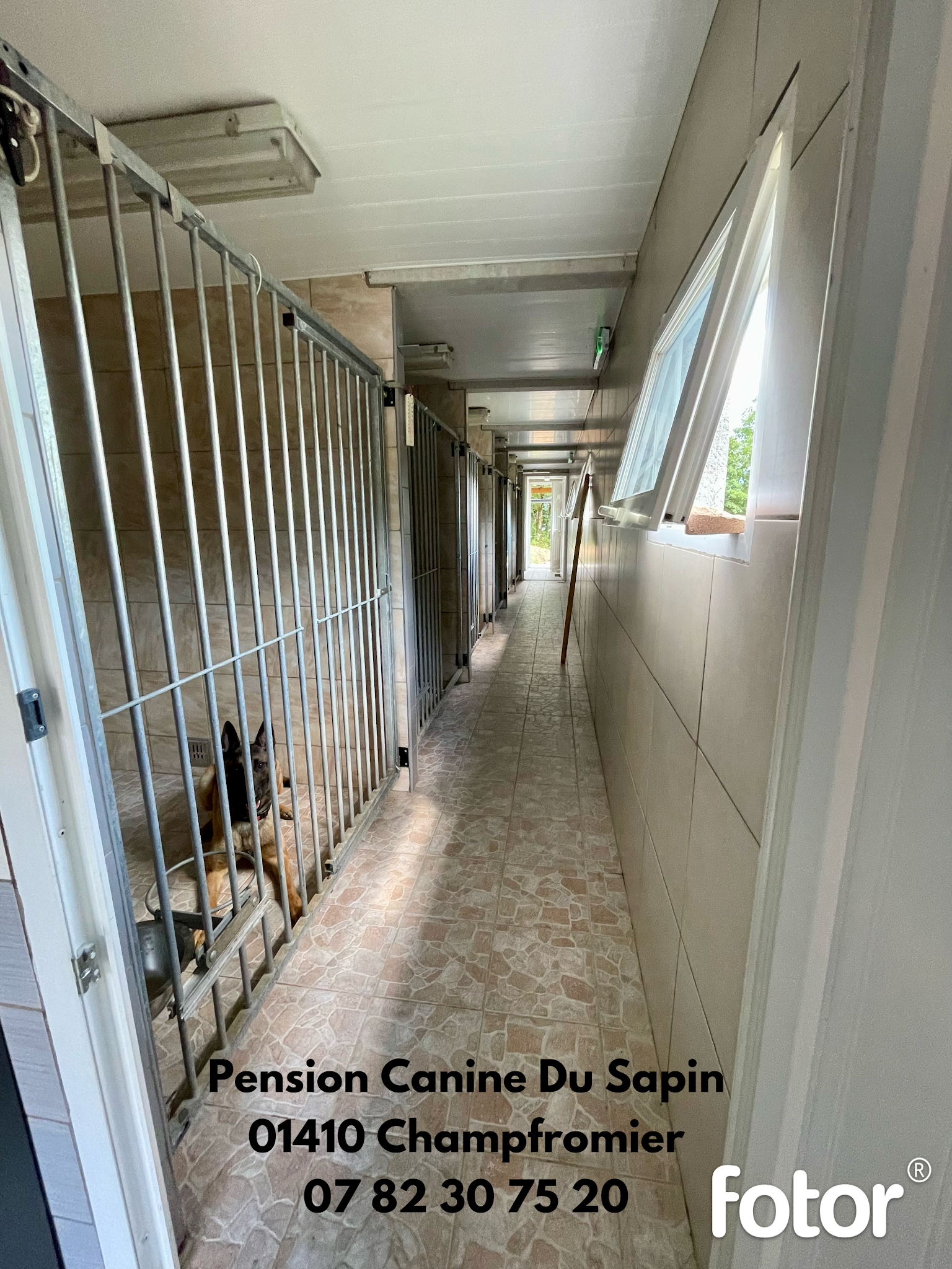 Pension canine du sapin, Pension pour chien — photo