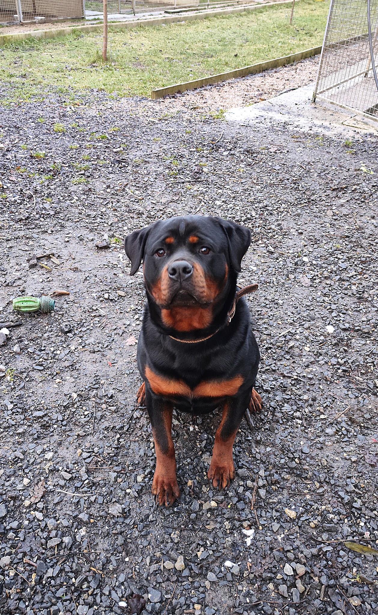 Pension canine anim'hotel08 — photo