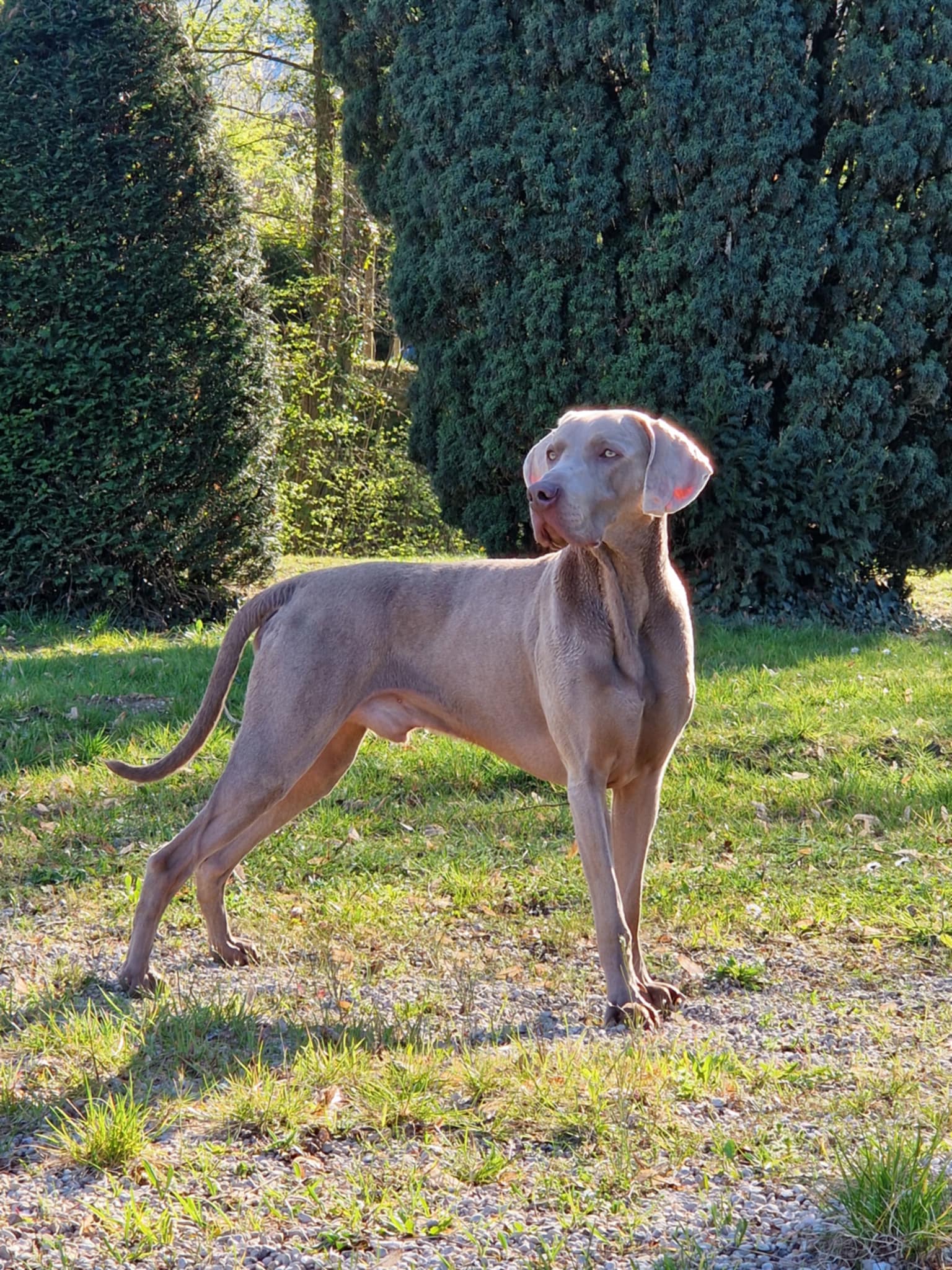 Pension canine anim'hotel08