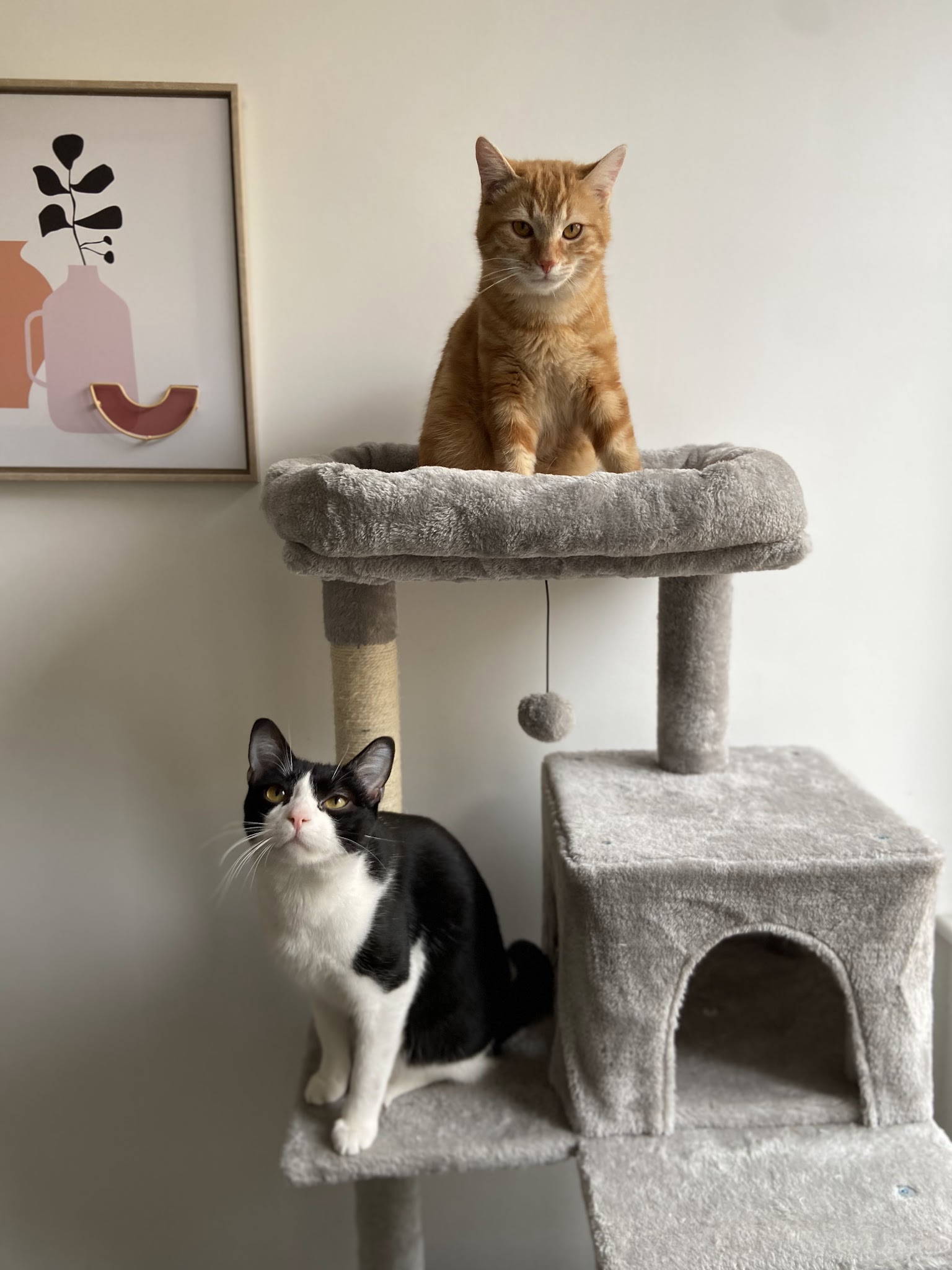 Mes coussinets en vacances — photo