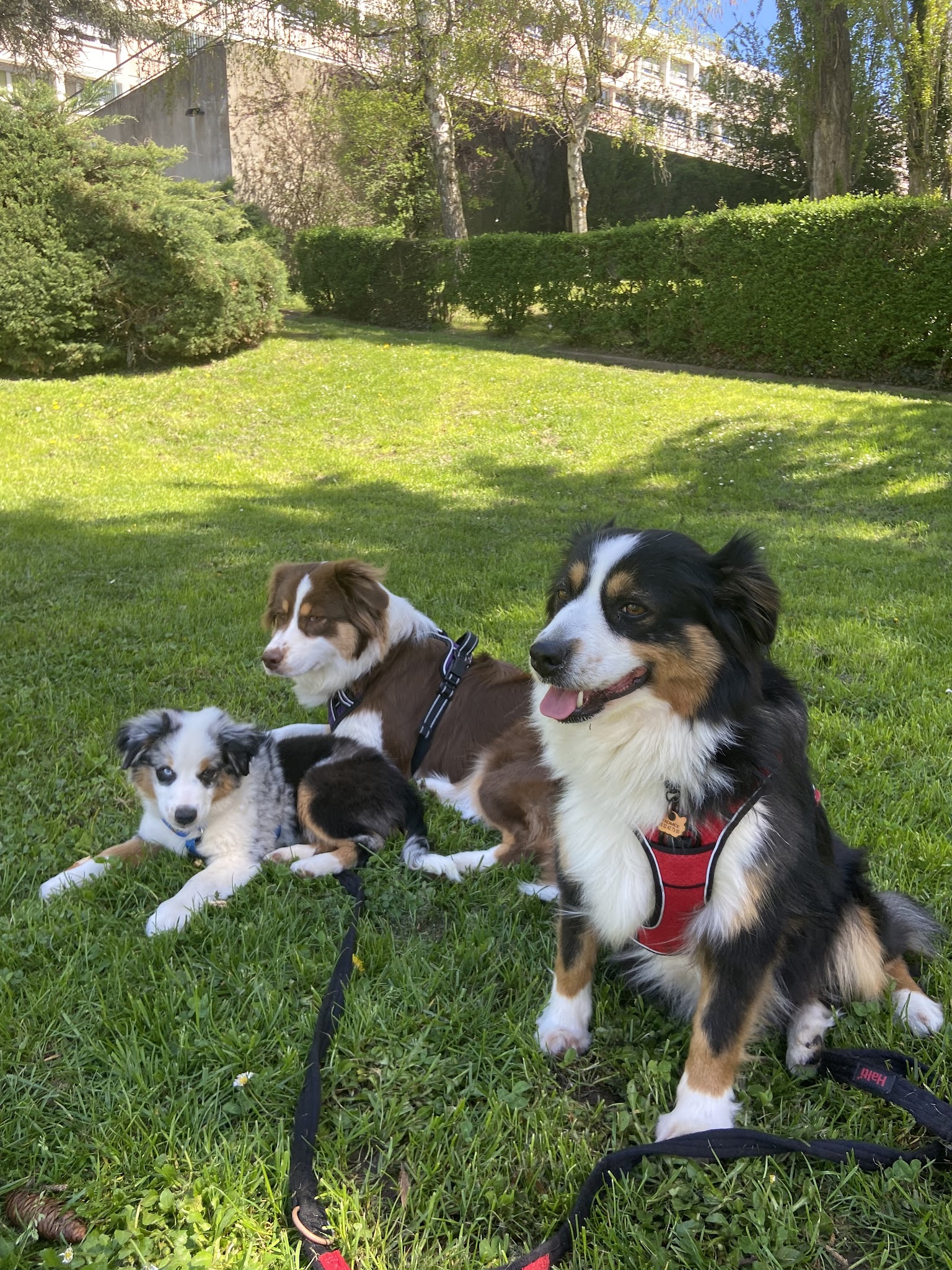 Mes coussinets en vacances — photo