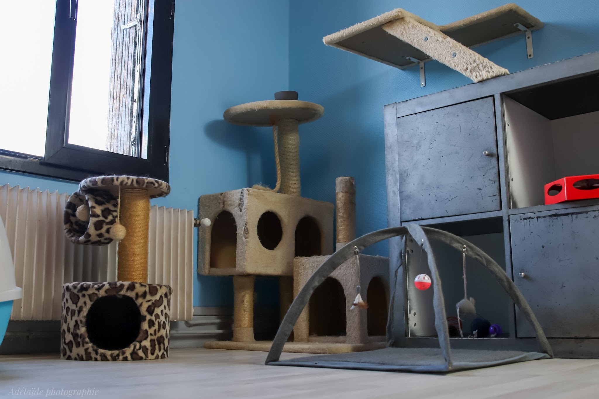 The Pets Family — photo