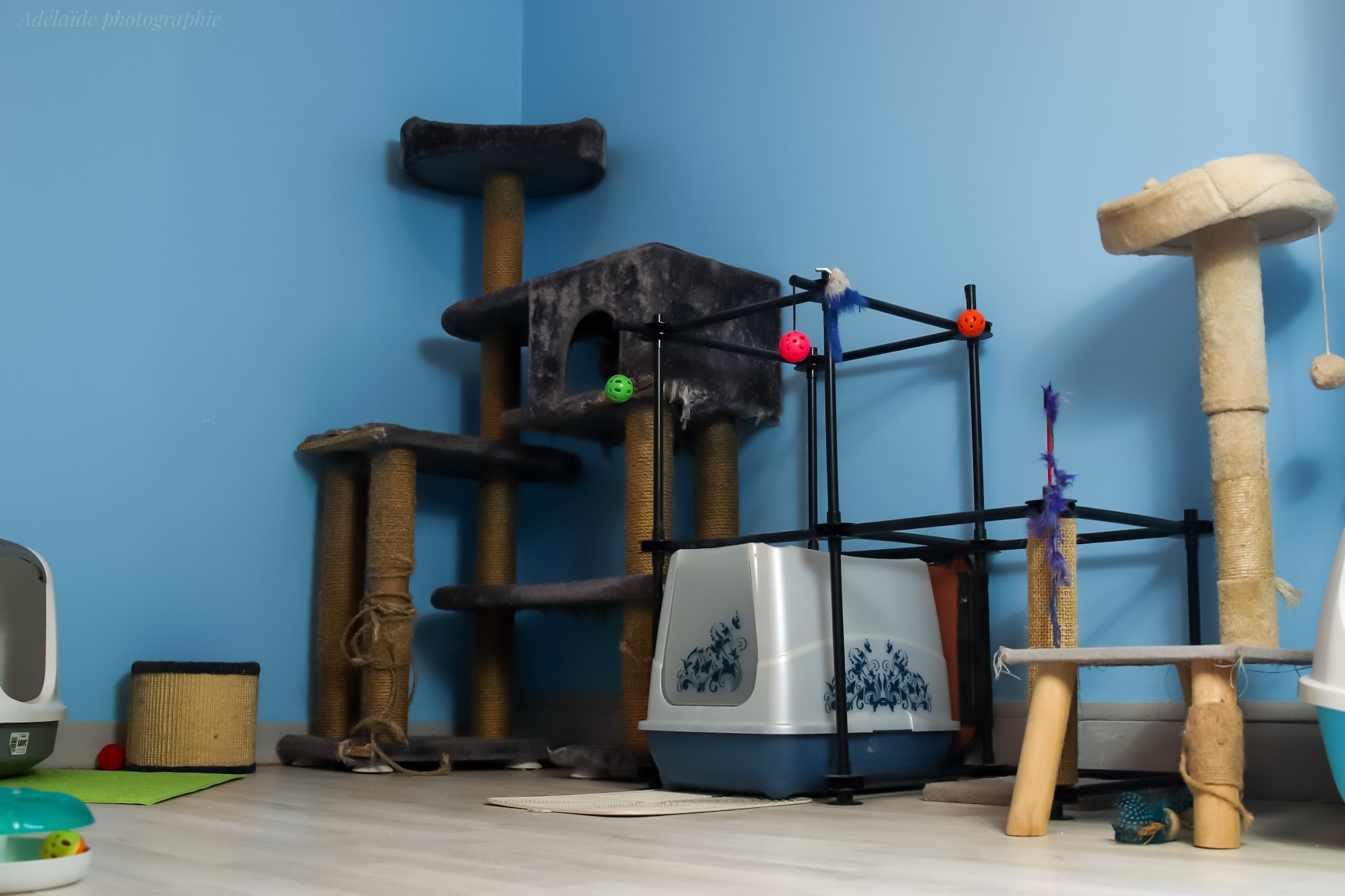 The Pets Family — photo