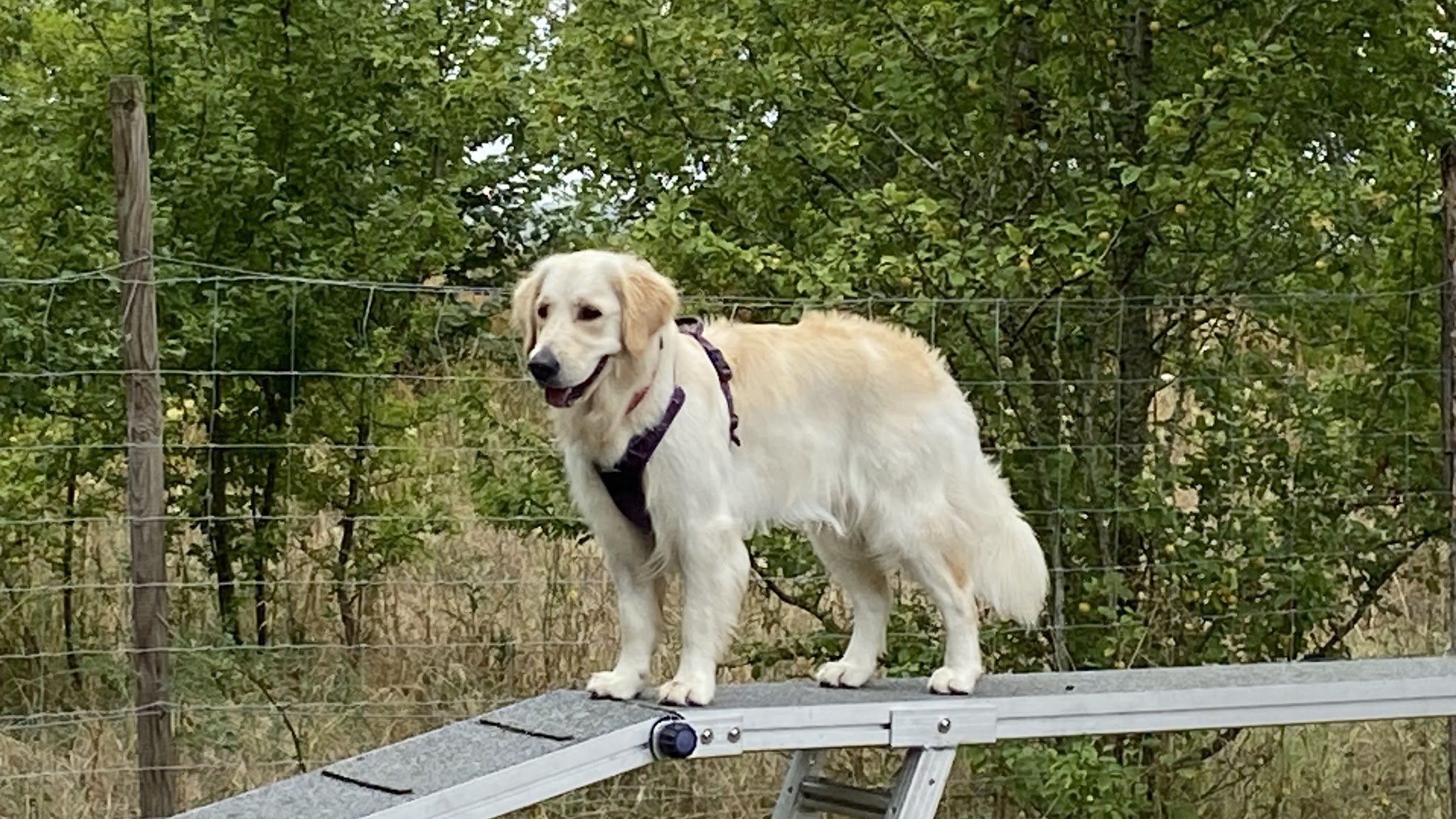 Canis Connexion — photo