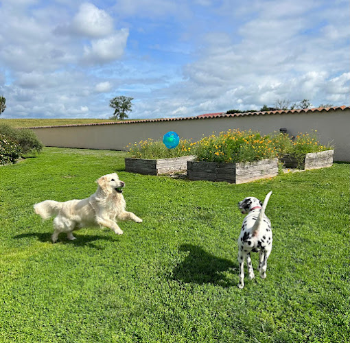 Pension canine du forez