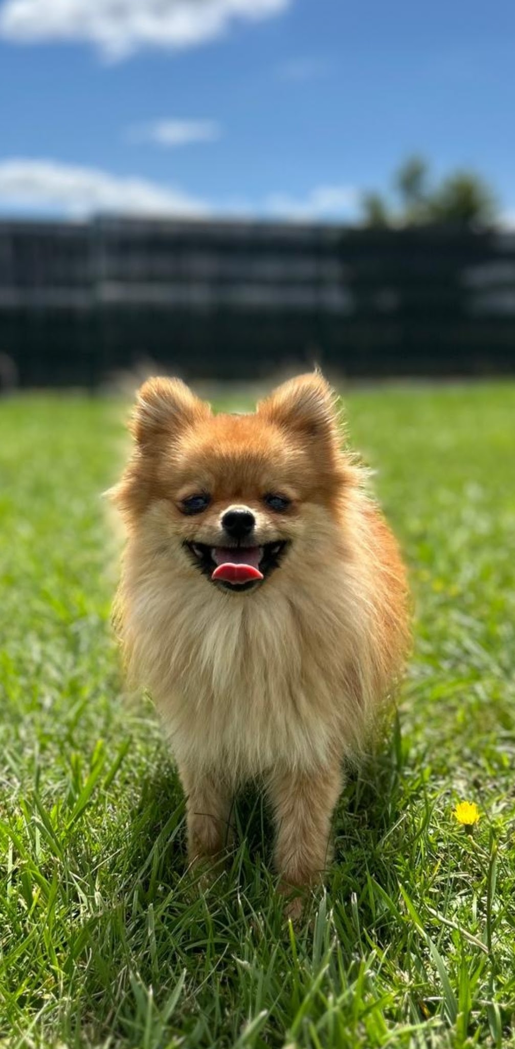 Pension canine du forez — photo