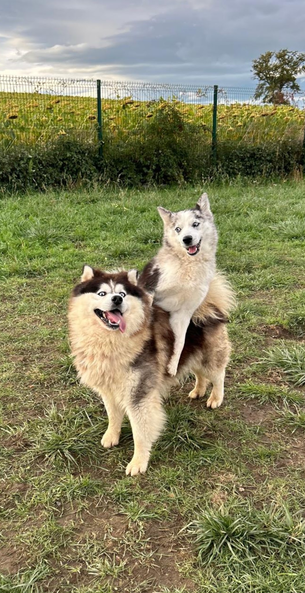 Pension canine du forez — photo