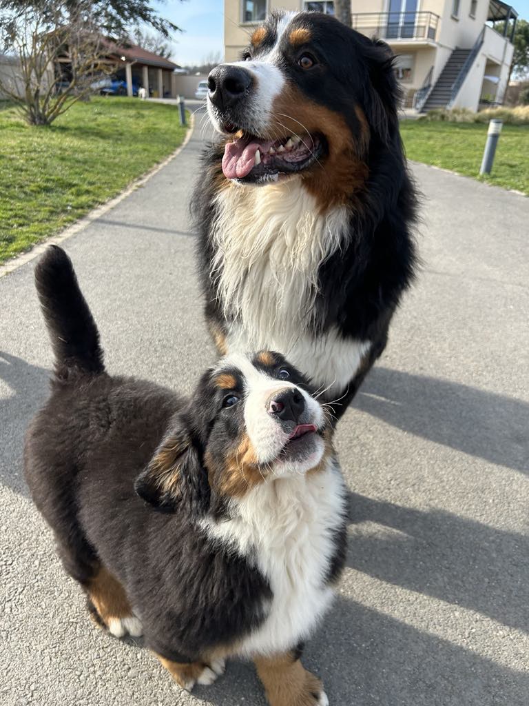 Pension canine du forez — photo