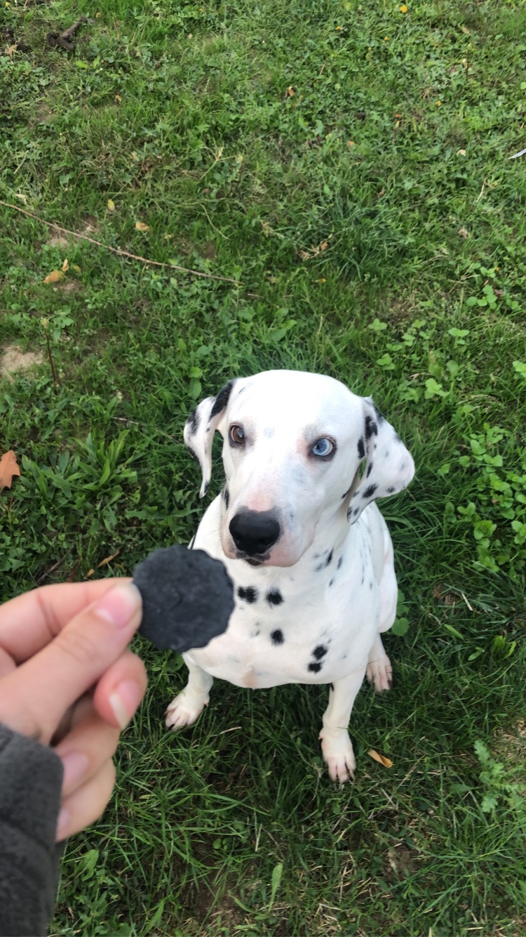 Pet sitter’ n co 82 — photo