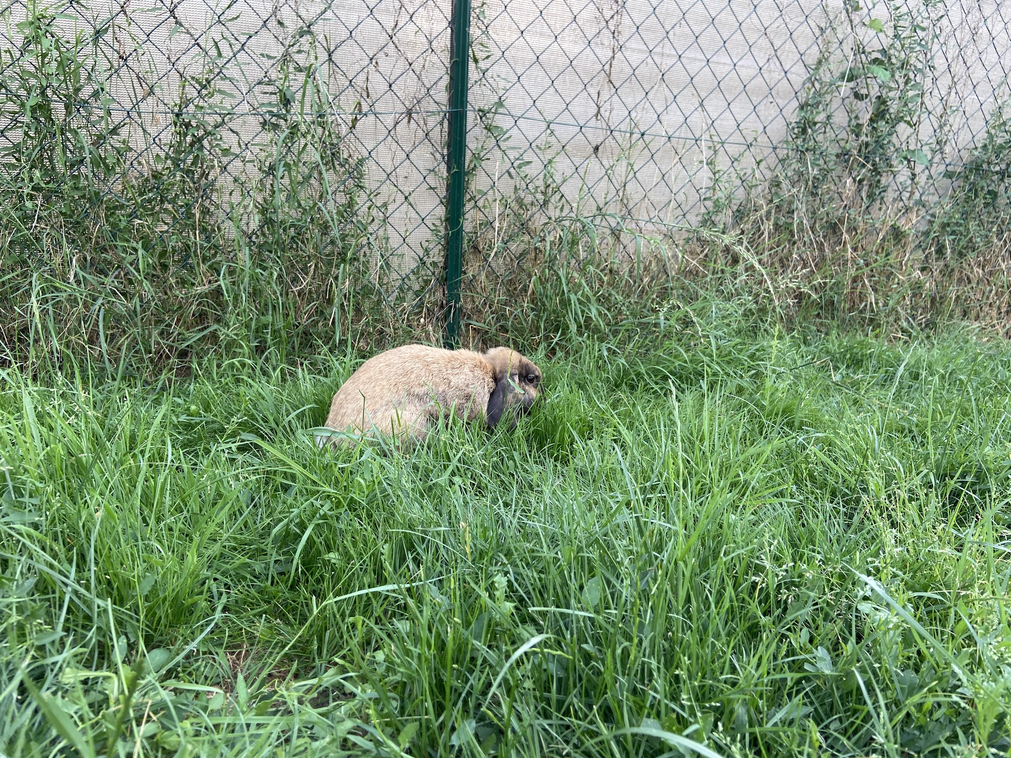 Pet sitter’ n co 82 — photo