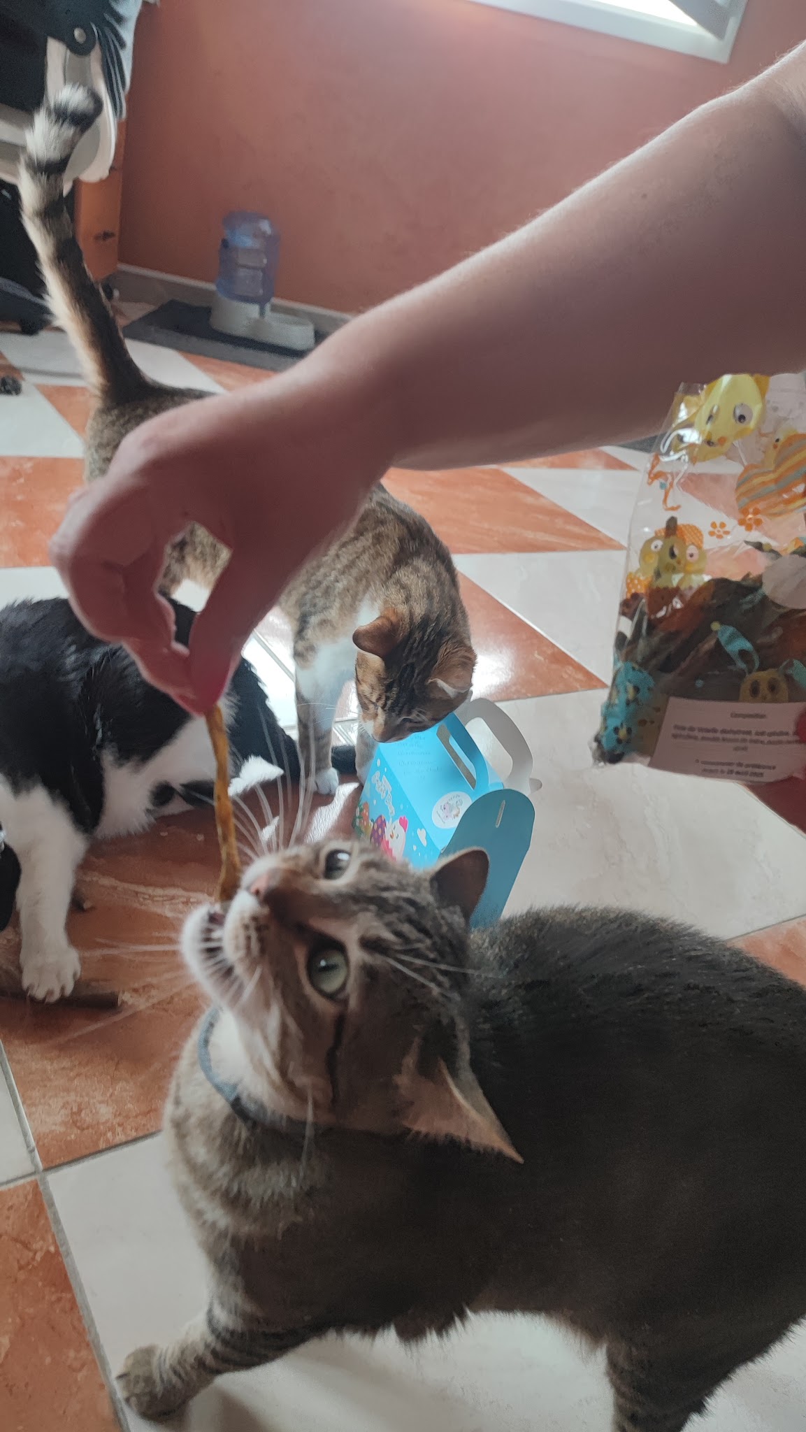 Pet sitter’ n co 82 — photo