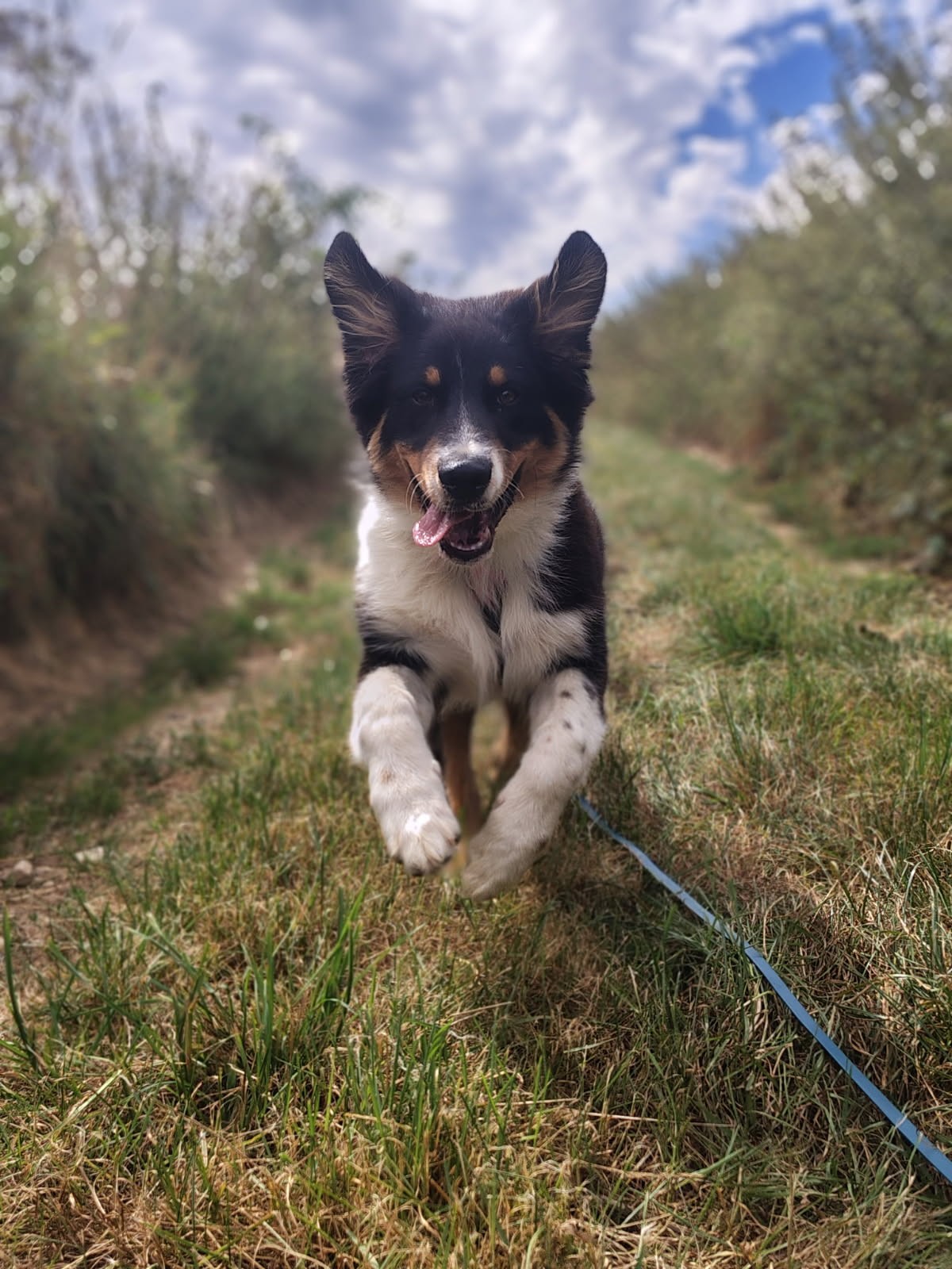 A vos pattes, prêts, partez ! — photo