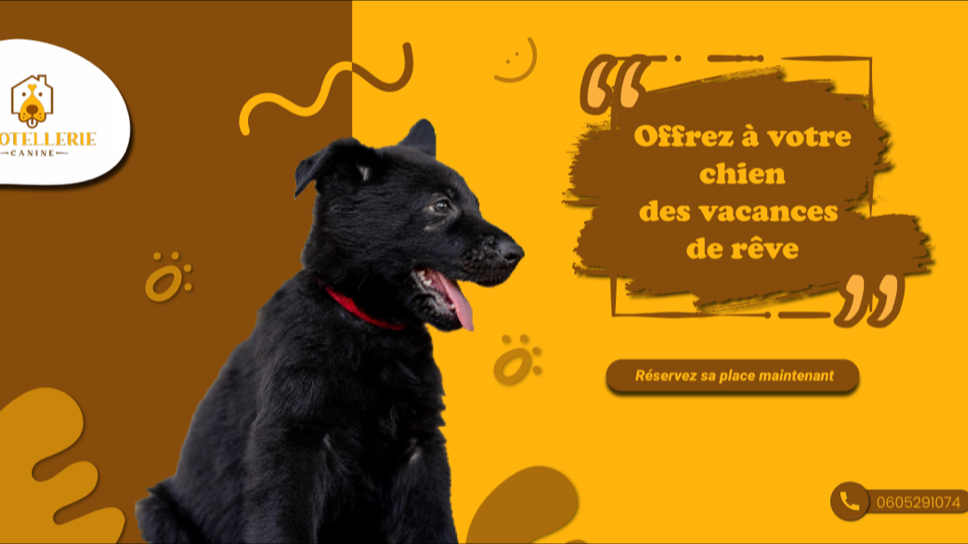 L'hôtellerie canine