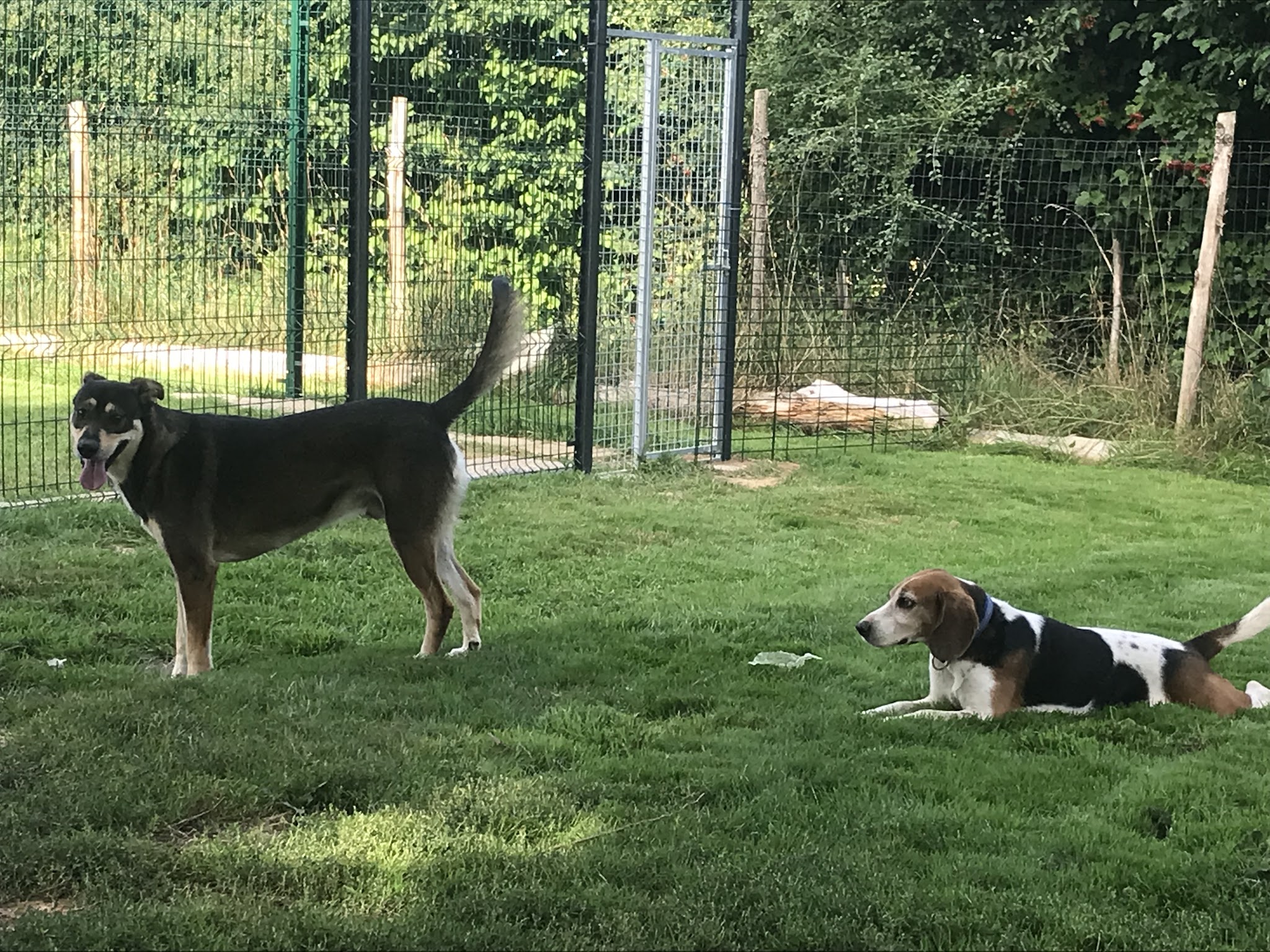 L'hôtellerie canine — photo