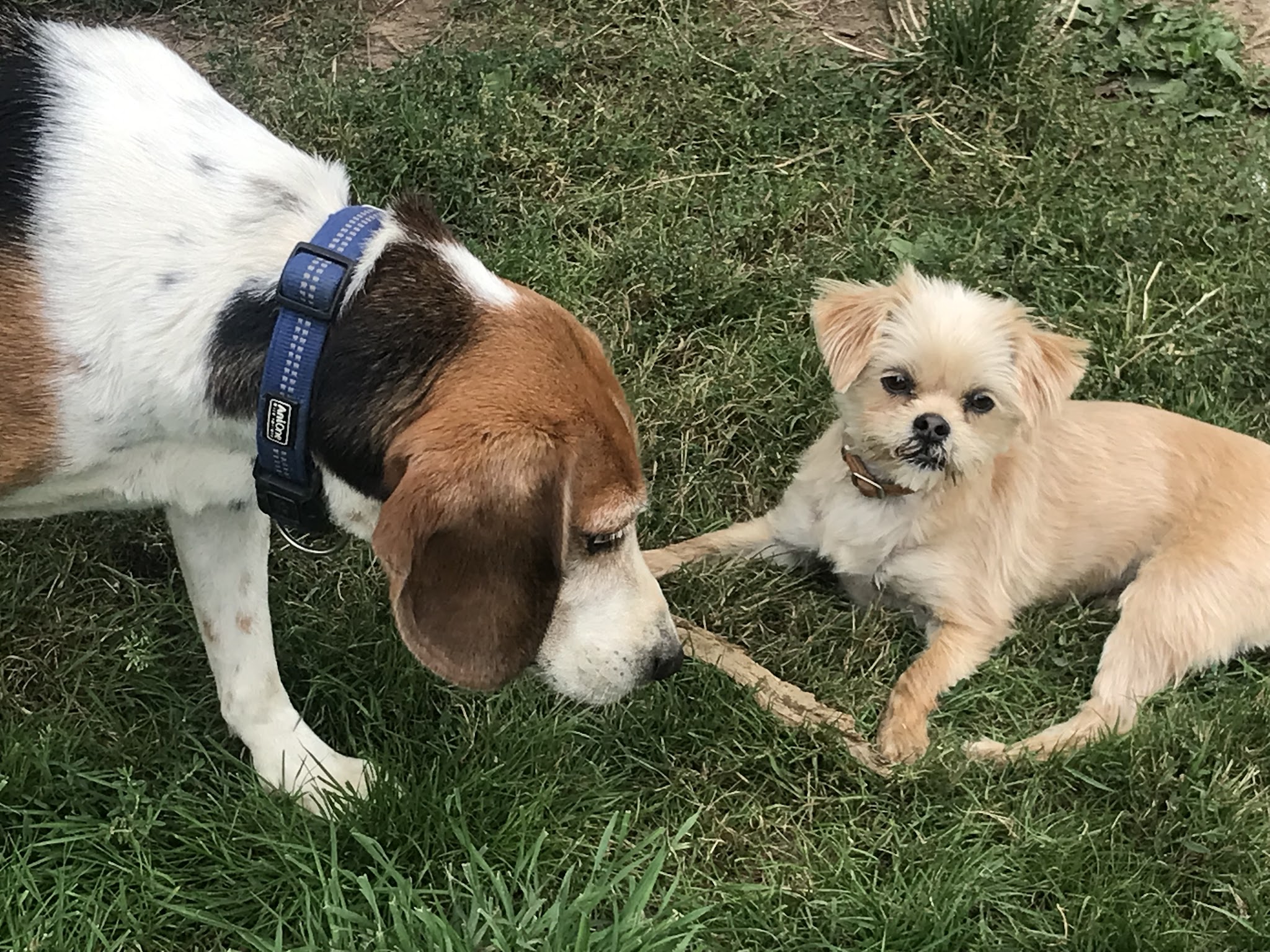 L'hôtellerie canine — photo