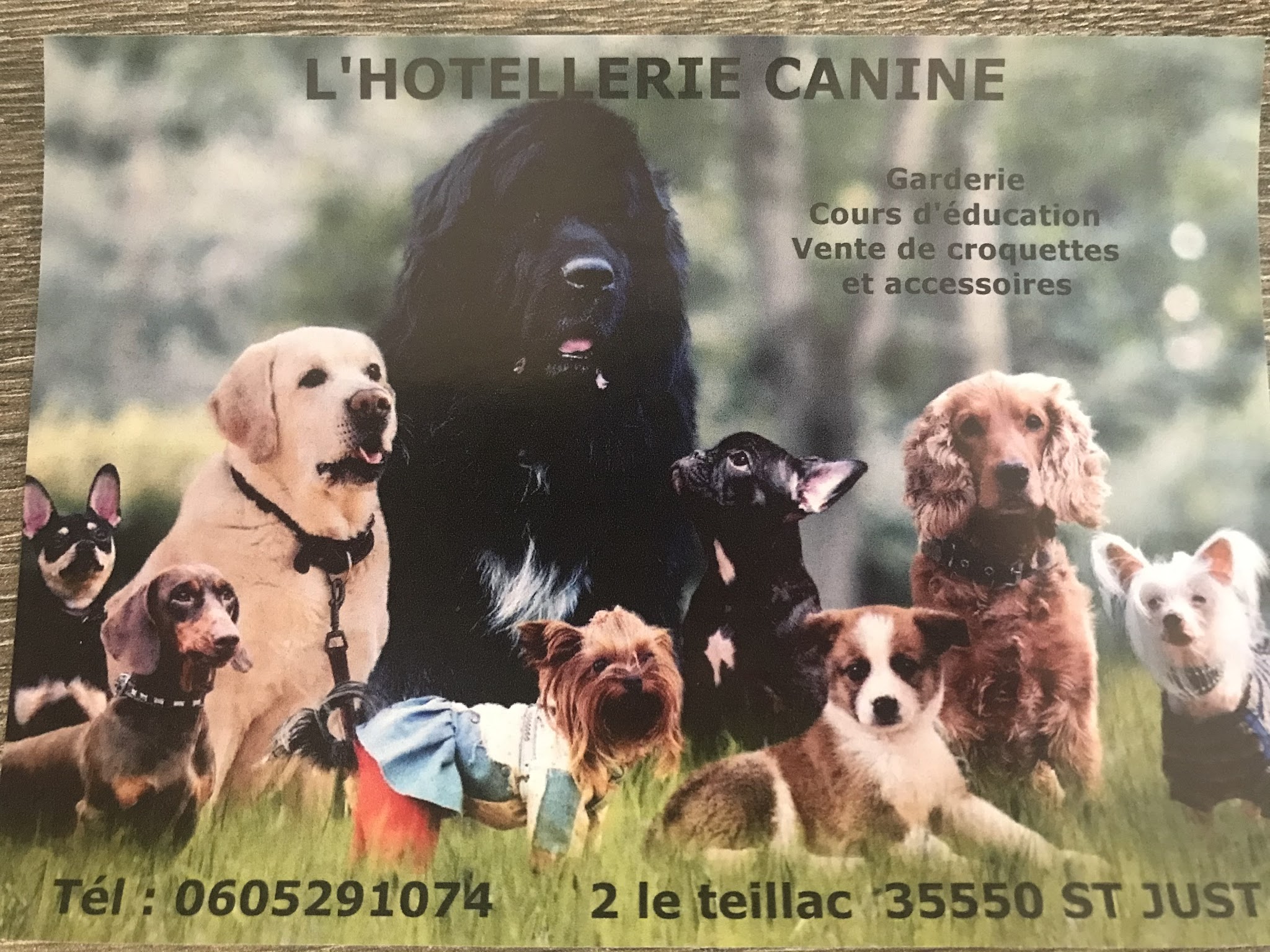L'hôtellerie canine — photo
