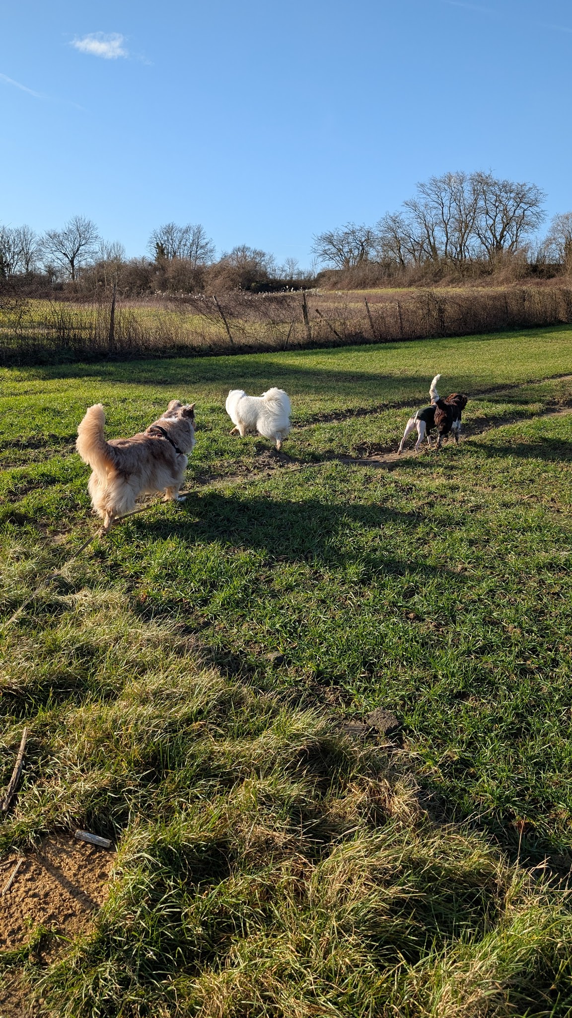 Joanne | Petsitter Patounettes et Cie — photo