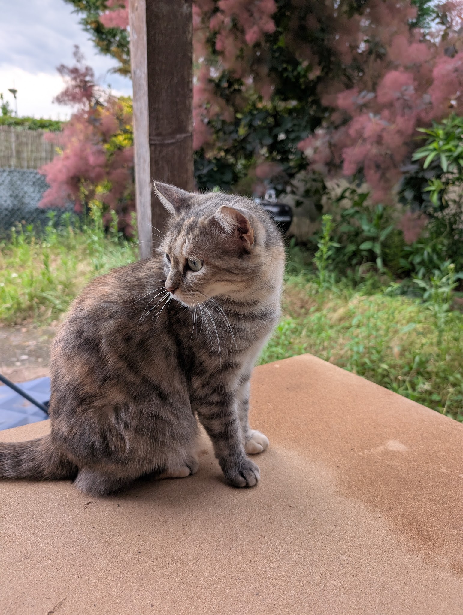 Joanne | Petsitter Patounettes et Cie — photo