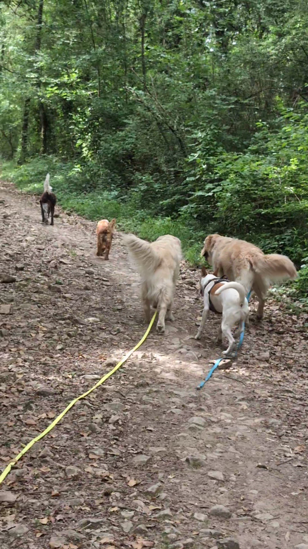 Joanne | Petsitter Patounettes et Cie — photo