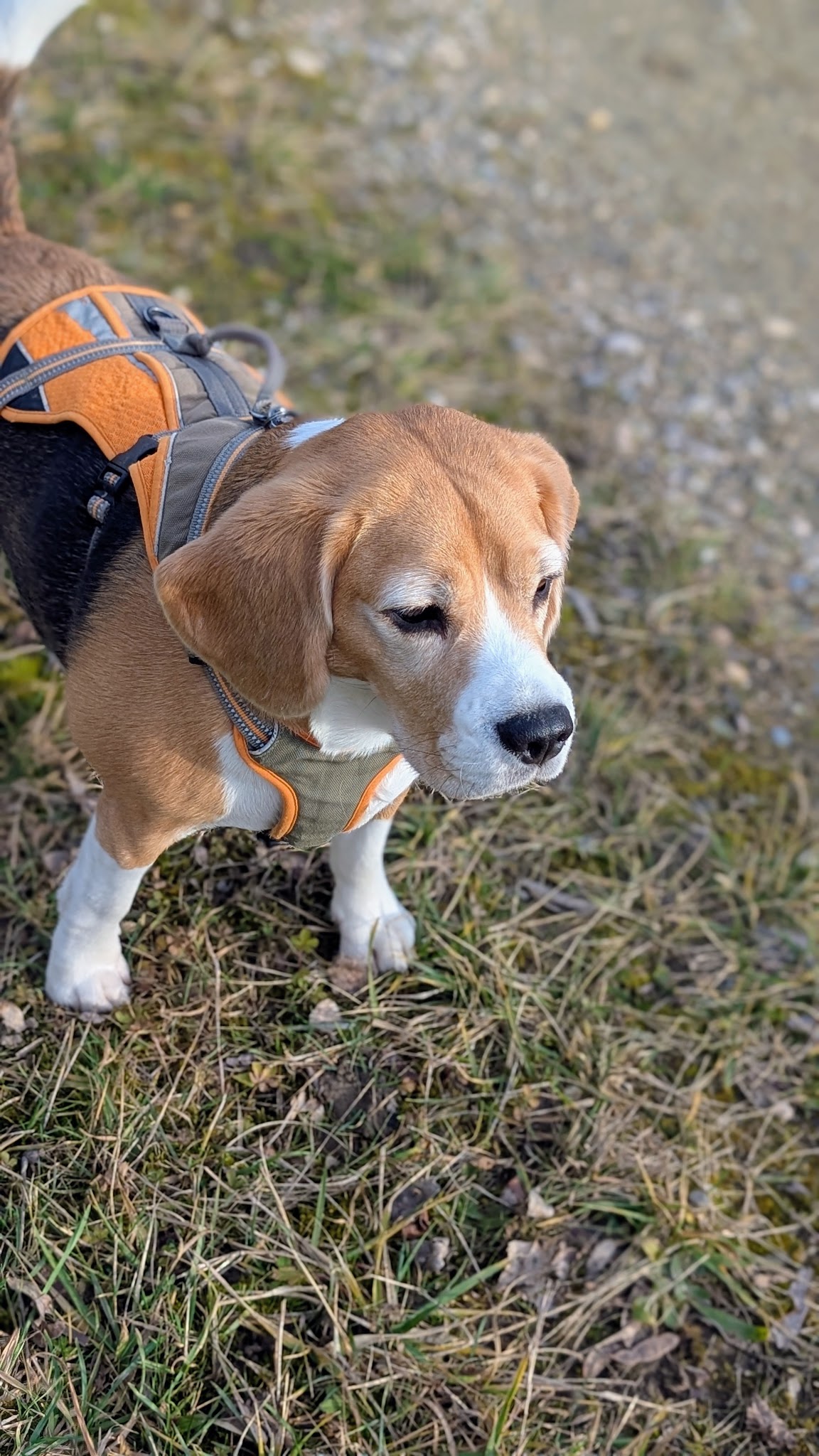 Joanne | Petsitter Patounettes et Cie