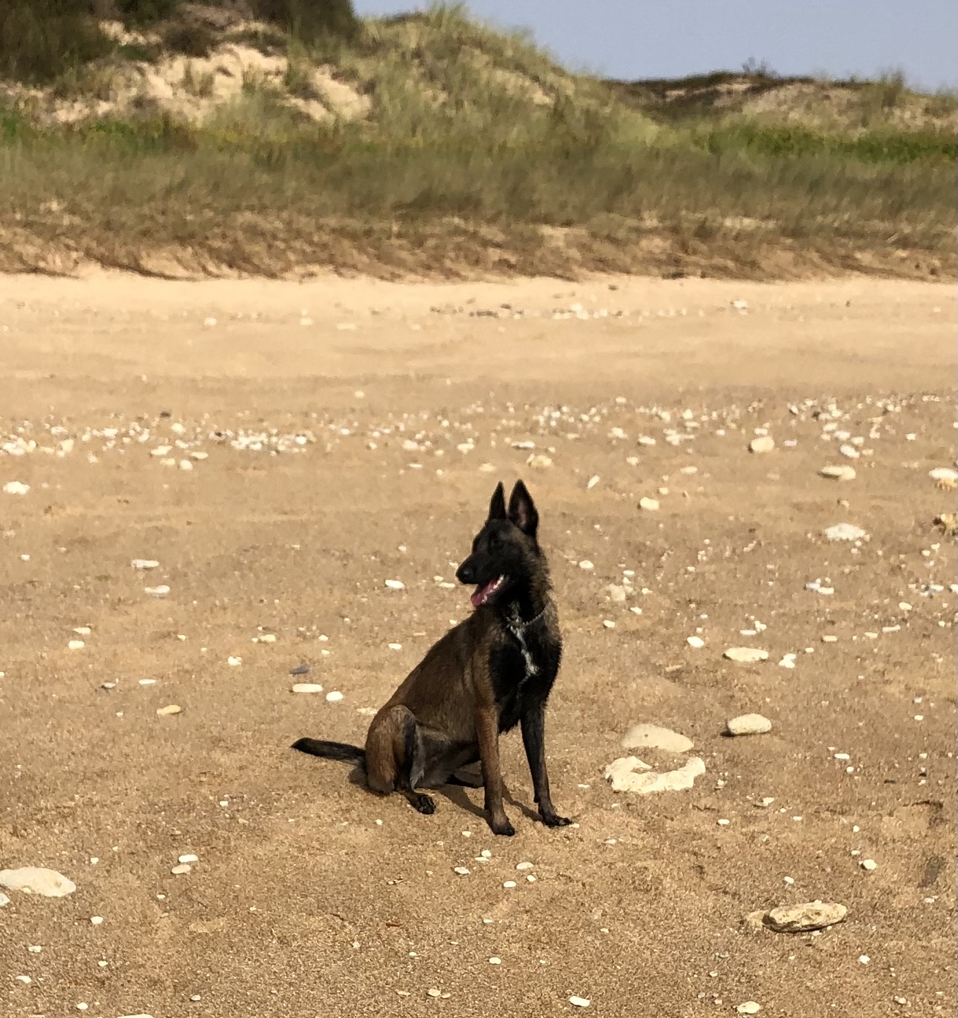 PENSION CANINE EMILIE TB
