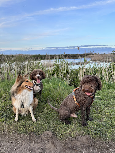 Dogs de Buch