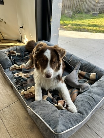 Dogs de Buch — photo