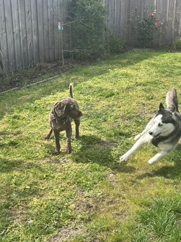 Dogs de Buch — photo