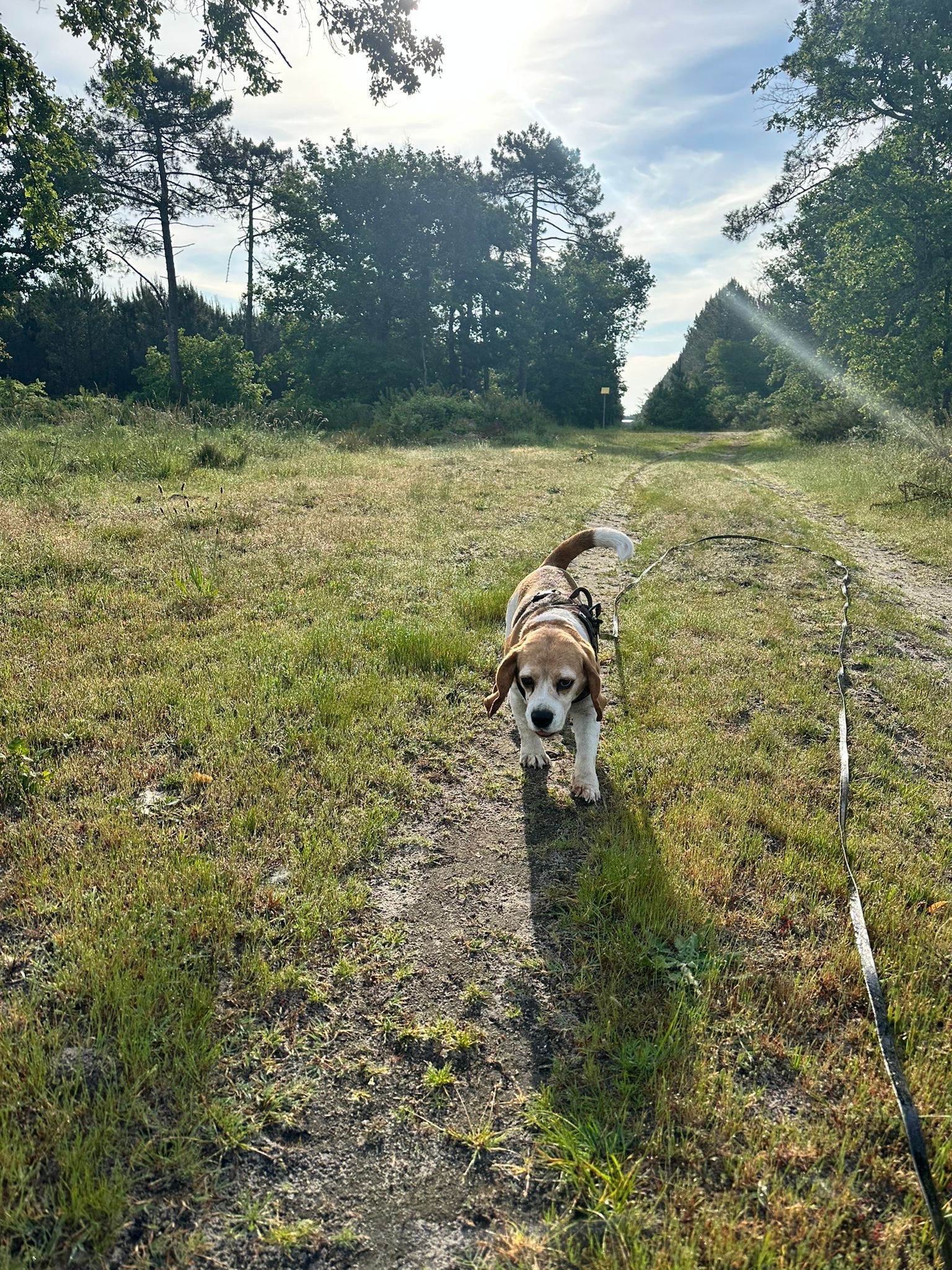 Dogs de Buch — photo