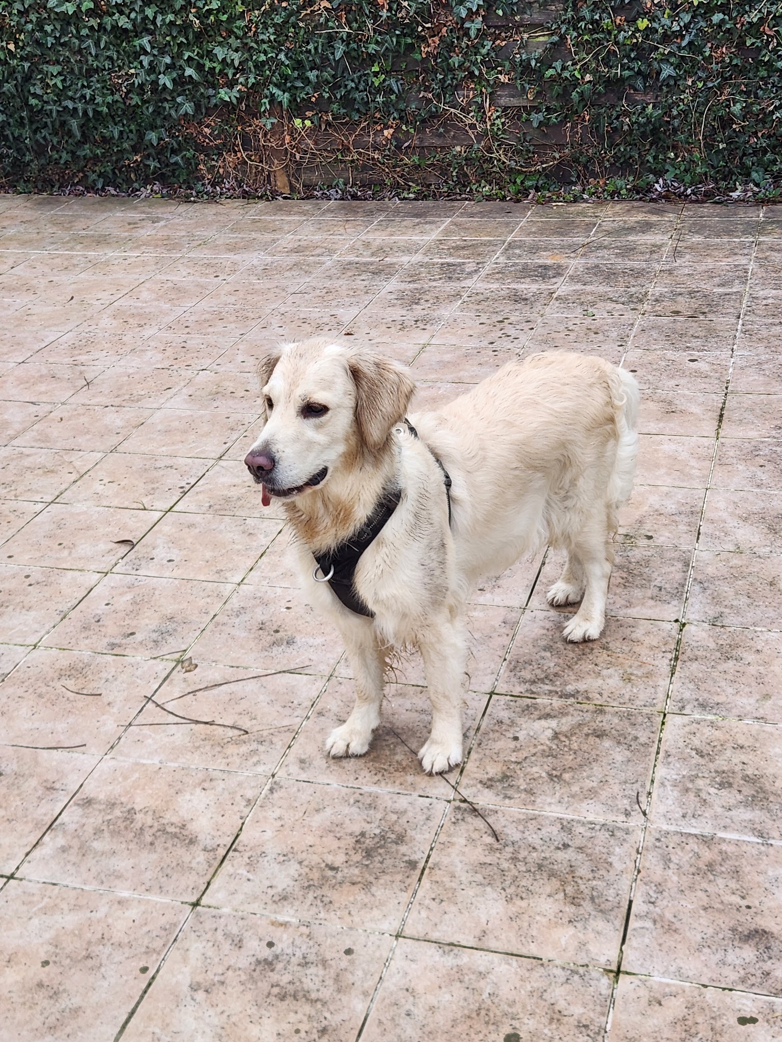 Pension canine familiale AMICANI — photo