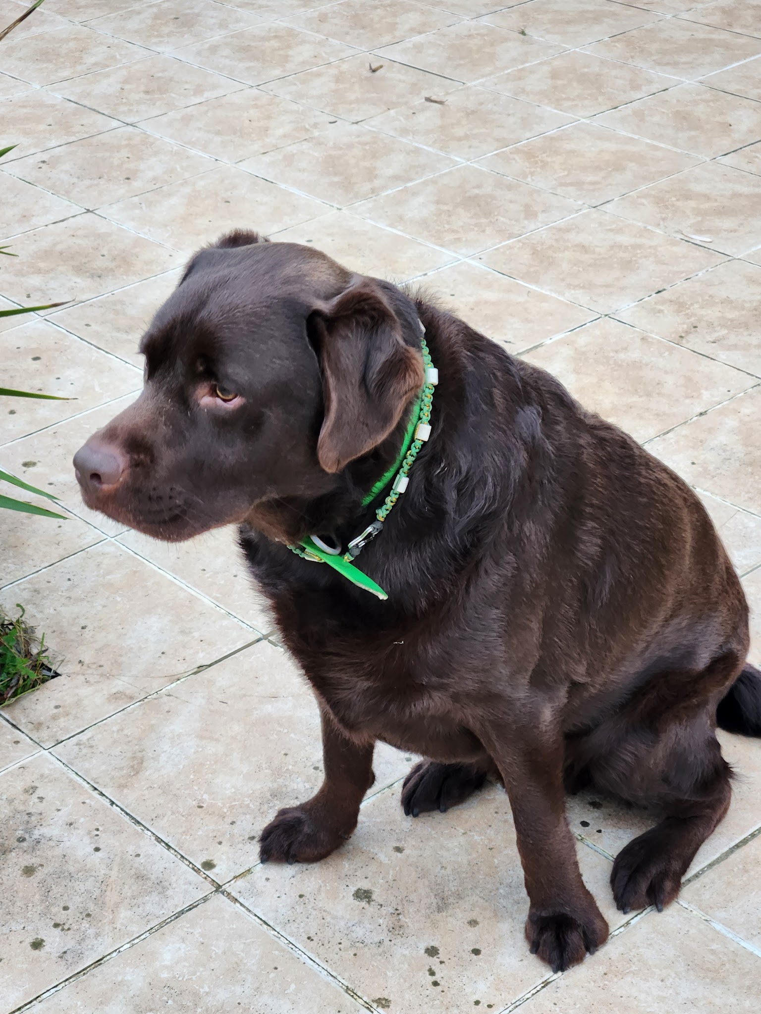 Pension canine familiale AMICANI — photo