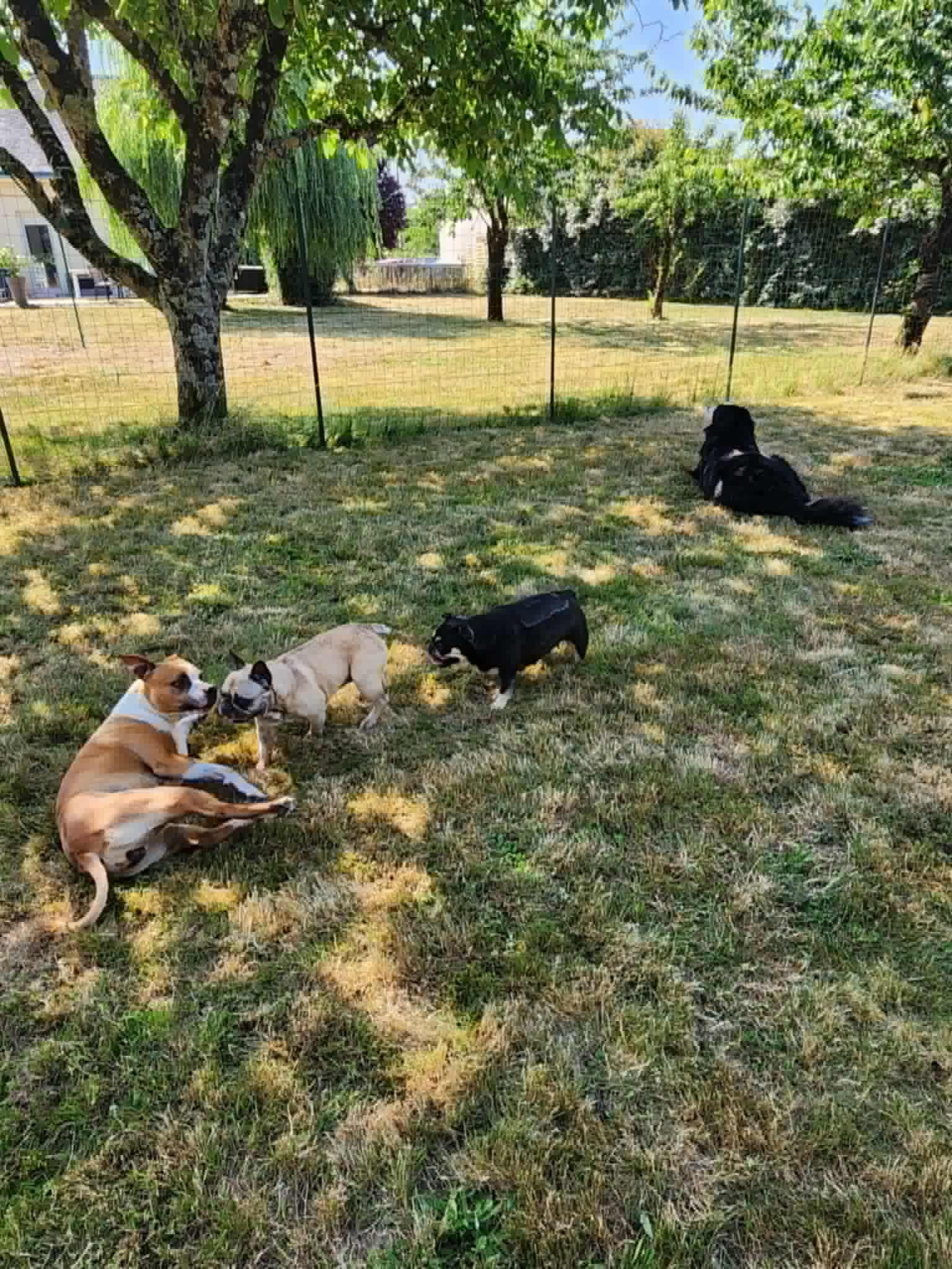 Pension canine familiale AMICANI