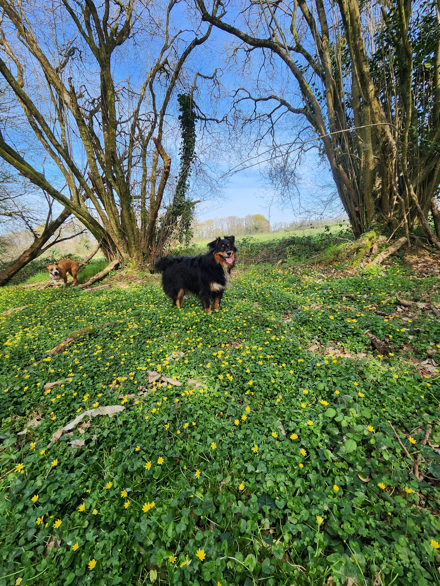 Pension canine familiale AMICANI — photo