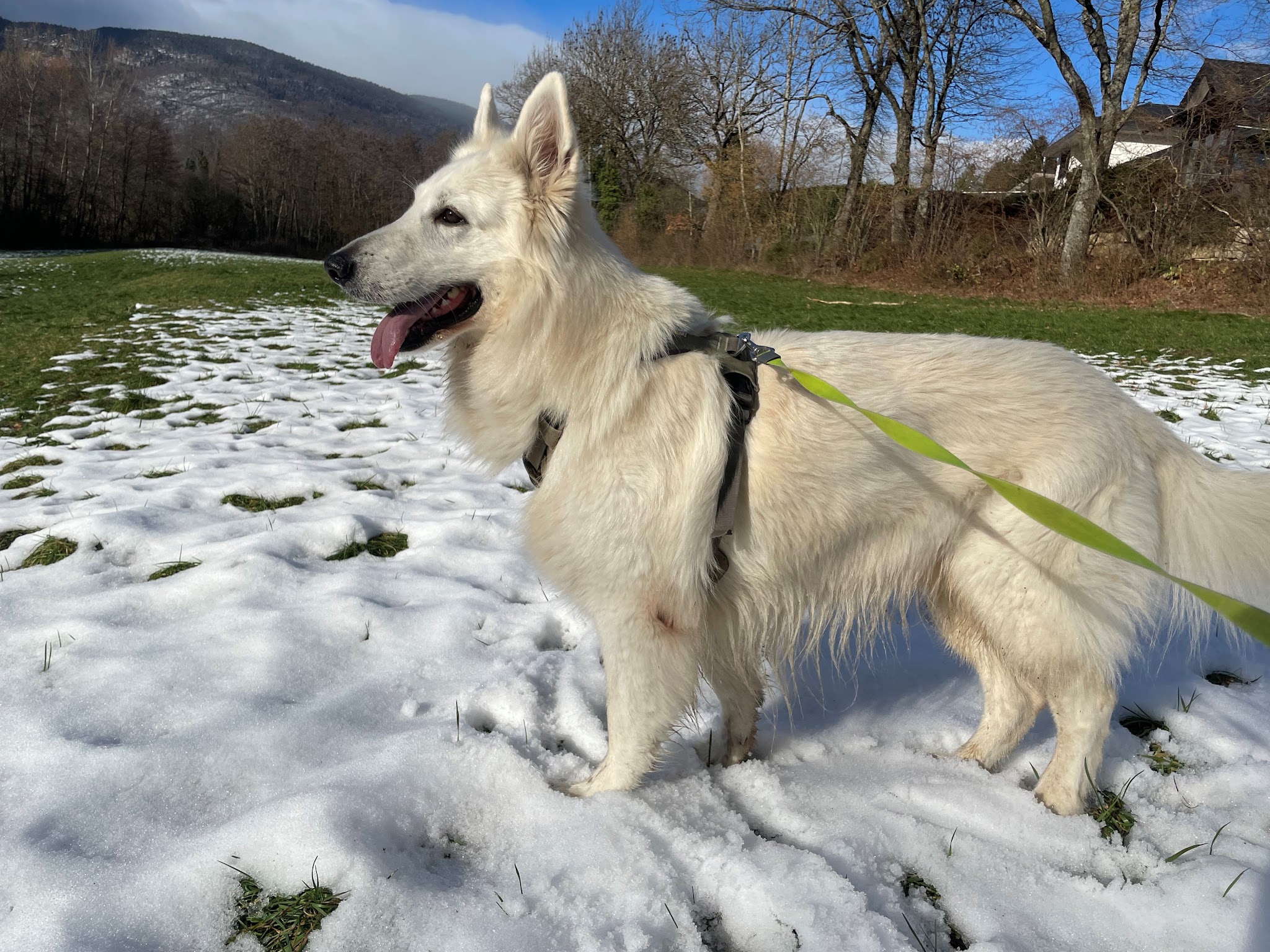 The Good Pet Sitter — photo