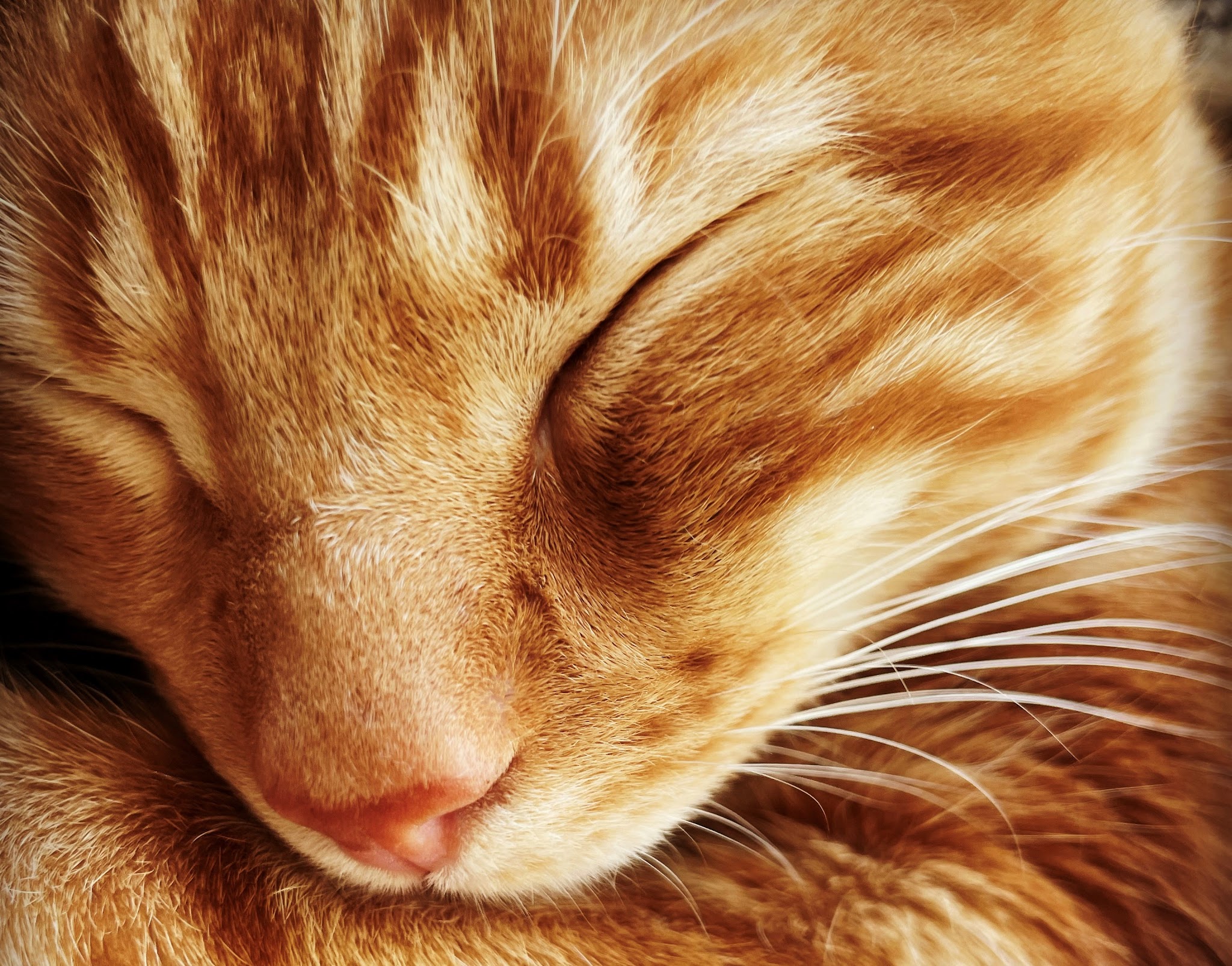 The Good Pet Sitter — photo
