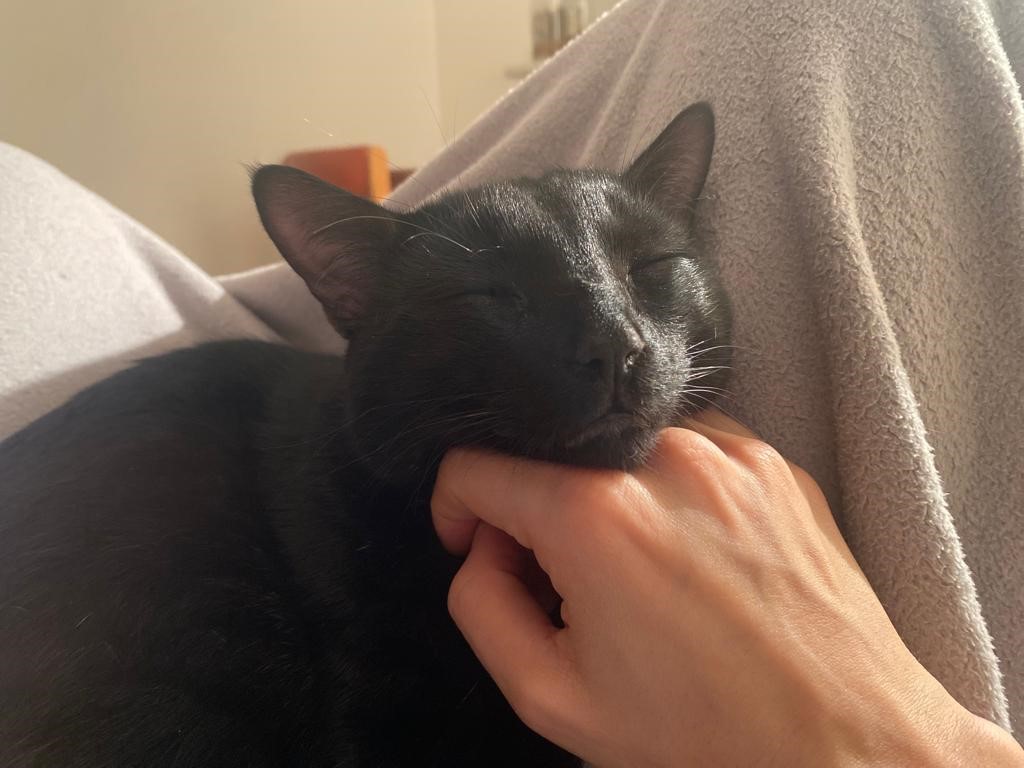 The Good Pet Sitter — photo